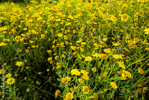 This is a field of vibrant yellow flowers, likely a mix of species such as daisies and wild mustard, bathed in warm sunlight.The scene features a shallow depth of field, with flowers in the foreground