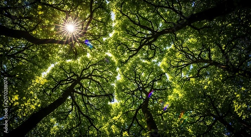 Sunlight Filtering Through Green Forest Canopy From Ground.