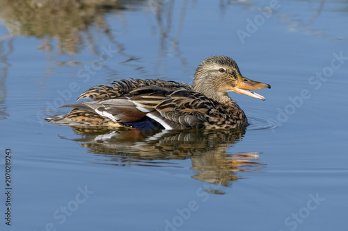 фотографія Mallard, adult female swimming and quacking