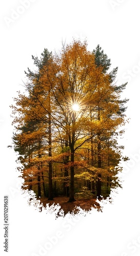 Sunlit Autumn Forest with Golden Trees.