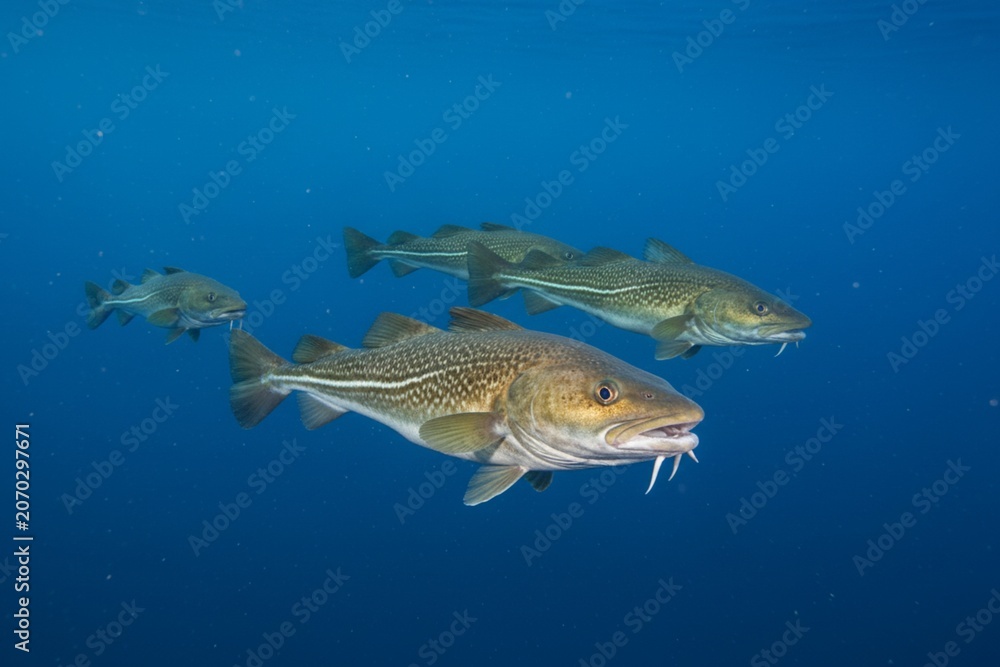 Fototapeta premium Cod fish swimming in open water