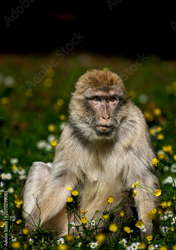 Foto Close up portrait of a barbary macaque monkey looking sideways