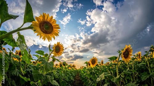 Low-angle shot of a sunflower field under a cloudy, bright, blue sky