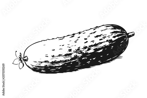 Obraz na płótnie Simple hand drawn cucumber sketch, engraved organic food, fresh vegetable illustration clip art