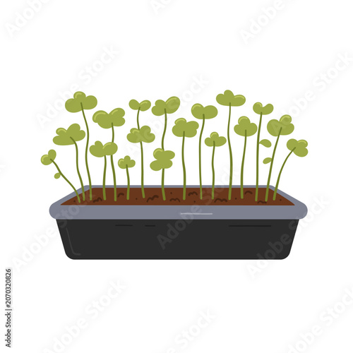 Microgreens Growing Tray with Young Sprouts for Indoor Gardening