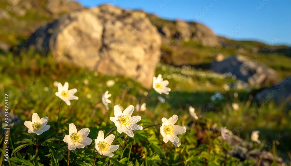 Obraz premium Delicate White Wildflowers Blooming in Rocky Mountain Meadow at Golden Hour