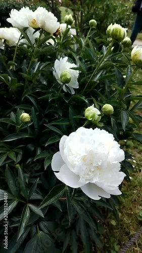 White peony flowers blooming in garden with green foliage  