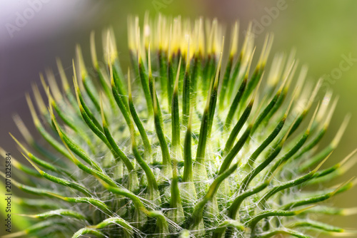 Konstfotografi A vivid spear thistle bud (Cirsium vulgare), its striking magenta florets crowning a spiny green bract