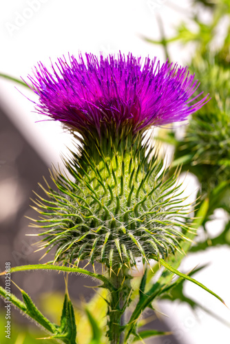 Konstfotografi A vivid purple spear thistle (Cirsium vulgare) in full bloom, its striking magenta florets crowning a spiny green bract