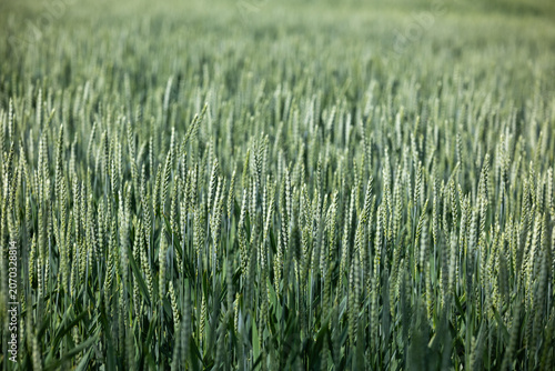 Impressionistic landscape captures harvest excitement, Autumn winds animate fields of ripening barley with energy