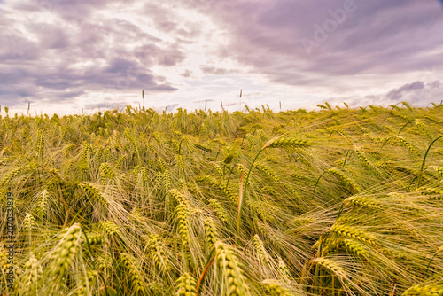 Stormy harvest scene, Dark clouds hover over ripening wheat, Tall stalks dance under ominous storm clouds looming ahead