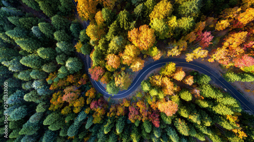 top view of a forest road