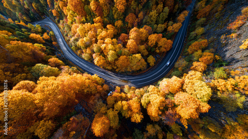 top view of a forest road
