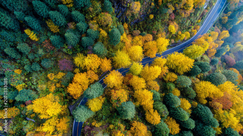 top view of a forest road