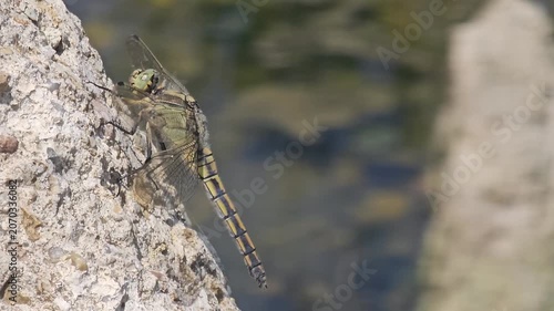 Gray dragonfly sitting on a boulder on a sunny summer day
