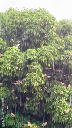 Torrential Grace: Slow Motion Rain in a Lush Green Forest