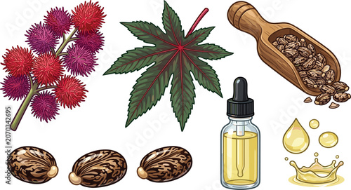 Schilderij op canvas Castor Plant Collection with Ricinus Seeds Leaves Oil Bottle and Medicinal Botan