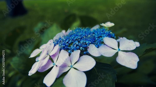 植物園に神秘的に咲くガクアジサイのクローズアップ 4Kシネマティック映像素材