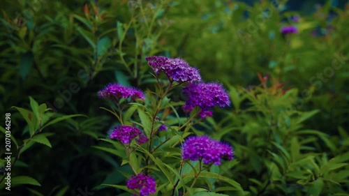 植物園に優雅に咲くシモツケの紫の花と初夏の緑 4Kシネマティック映像素材