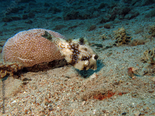 A Thornback trunkfish Tetrosomus gibbosus feeding in the sand 