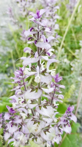 Macro Footage of Vibrant Purple Clary Sage Flowers