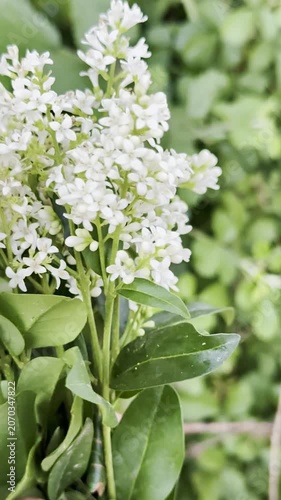 Beautiful White Privet Flowers in a Landscaping Hedge