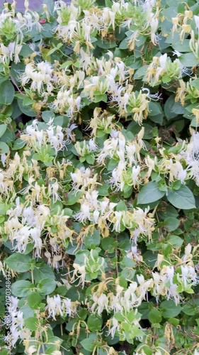 Sweet Scented Honeysuckle: A Complete Care and Pruning Guide