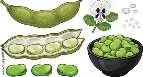 Foto Fava Bean Collection with Fresh Pods Seeds Flower and Green Broad Beans Food Ill