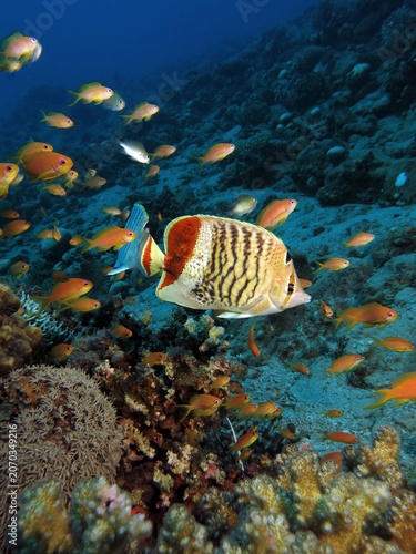 A Crown butterflyfish Chaetodon paucifasciatus 