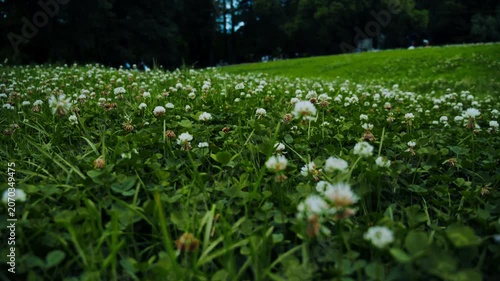 公園の広大な芝生に群生する白いシロツメクサ 4Kシネマティック映像素材