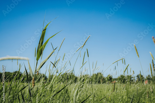 Slika na platnu Green grass blades swaying gently in a sunny field under a clear blue sky with d