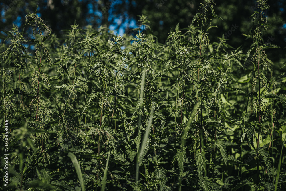 Obraz premium Dense green foliage of cannabis plants growing in a natural outdoor setting under bright sunlight with a clear blue sky in the background