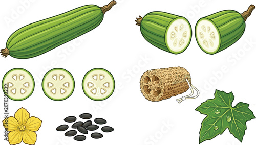 Obraz na płótnie Luffa Gourd Collection with Fresh Fruit Slices Seeds Flower Sponge and Botanical
