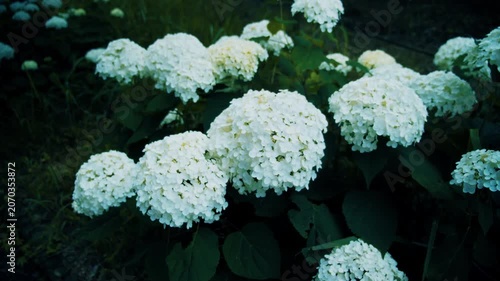 植物園に咲く美しい白いアジサイのズームイン 4Kシネマティック映像素材