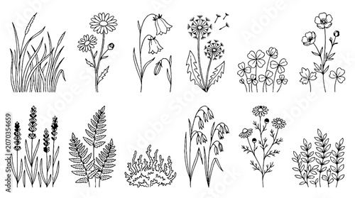 Hand drawn botanical sketches of wild flowers and meadow plants in black ink.
