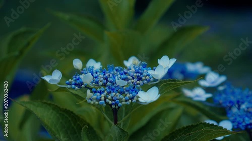 初夏の植物園に咲くガクアジサイと瑞々しい新緑 4Kシネマティック映像素材