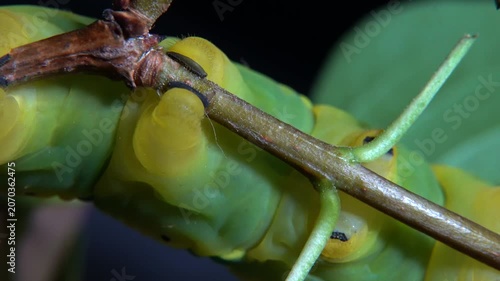 Large caterpillar sitting and crawling on a twig. Close-up view of its legs and feet in motion. Detailed insect wildlife macro shot for nature projects.