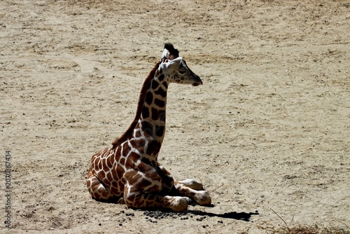 Photography girafe