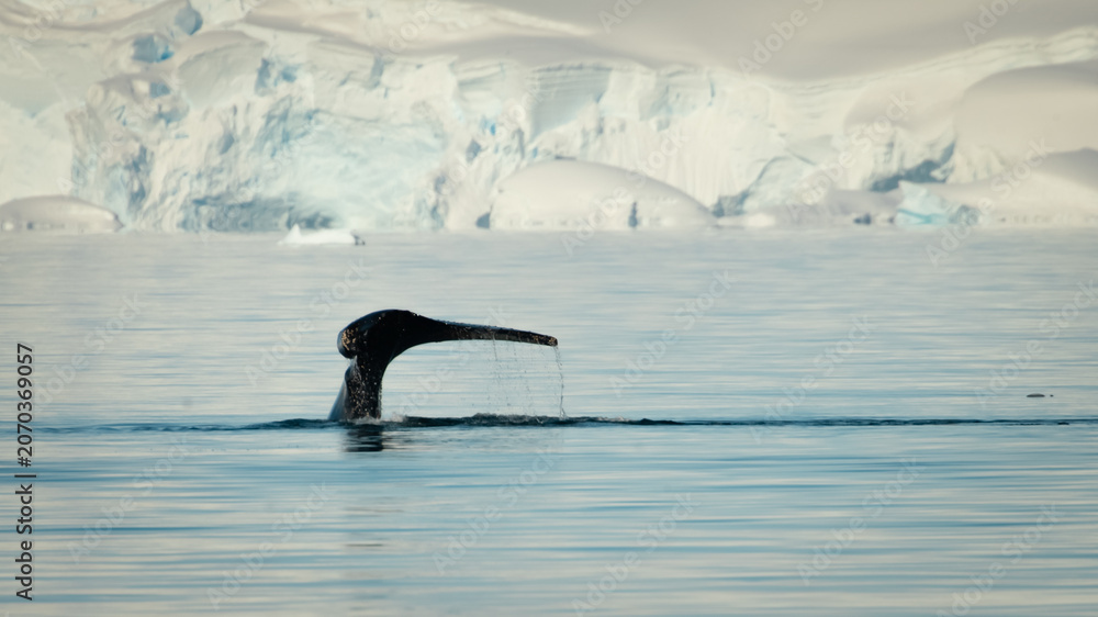 Fototapeta premium Tail Going Down, Calm Blue Water