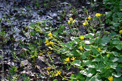 Yellow flowers growing in a muddy lawn in the forest Caltha palustris