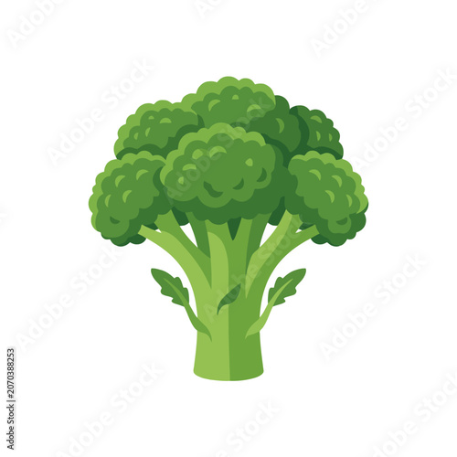 Fresh green broccoli floret vector illustration on white