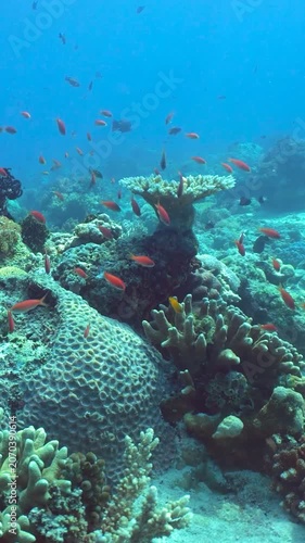 Wonderful and beautiful underwater colorful fishes and corals in the tropical reef. Sipadan, Malaysia. Vertical video.