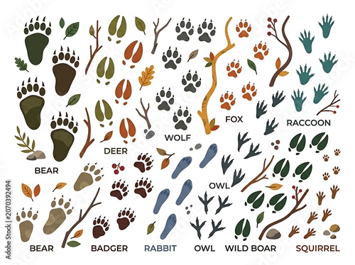 Collection of animal footprints and nature elements