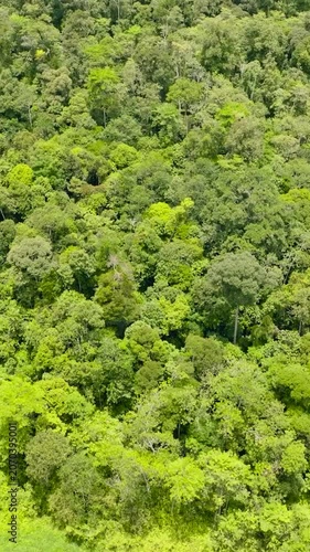 Green forest and jungle in the tropics. Jungle landscape. Borneo, Malaysia. Vertical video.