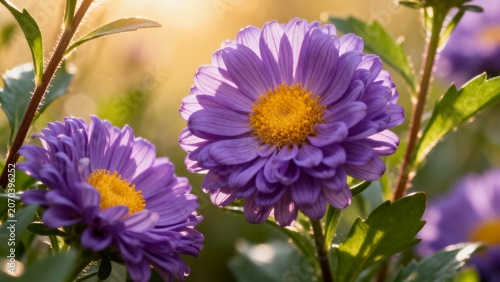 Vibrant Purple Aster China Aster Flowers in Golden Hour Field, Close Up Purple Michaelmas Daisy Wildflower Botanical Photography Background