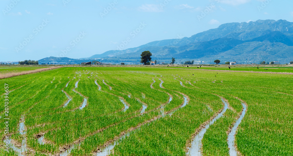 Obraz premium flooded rice fields cover the Ebro Delta