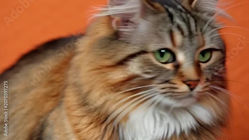 portrait of a cat
