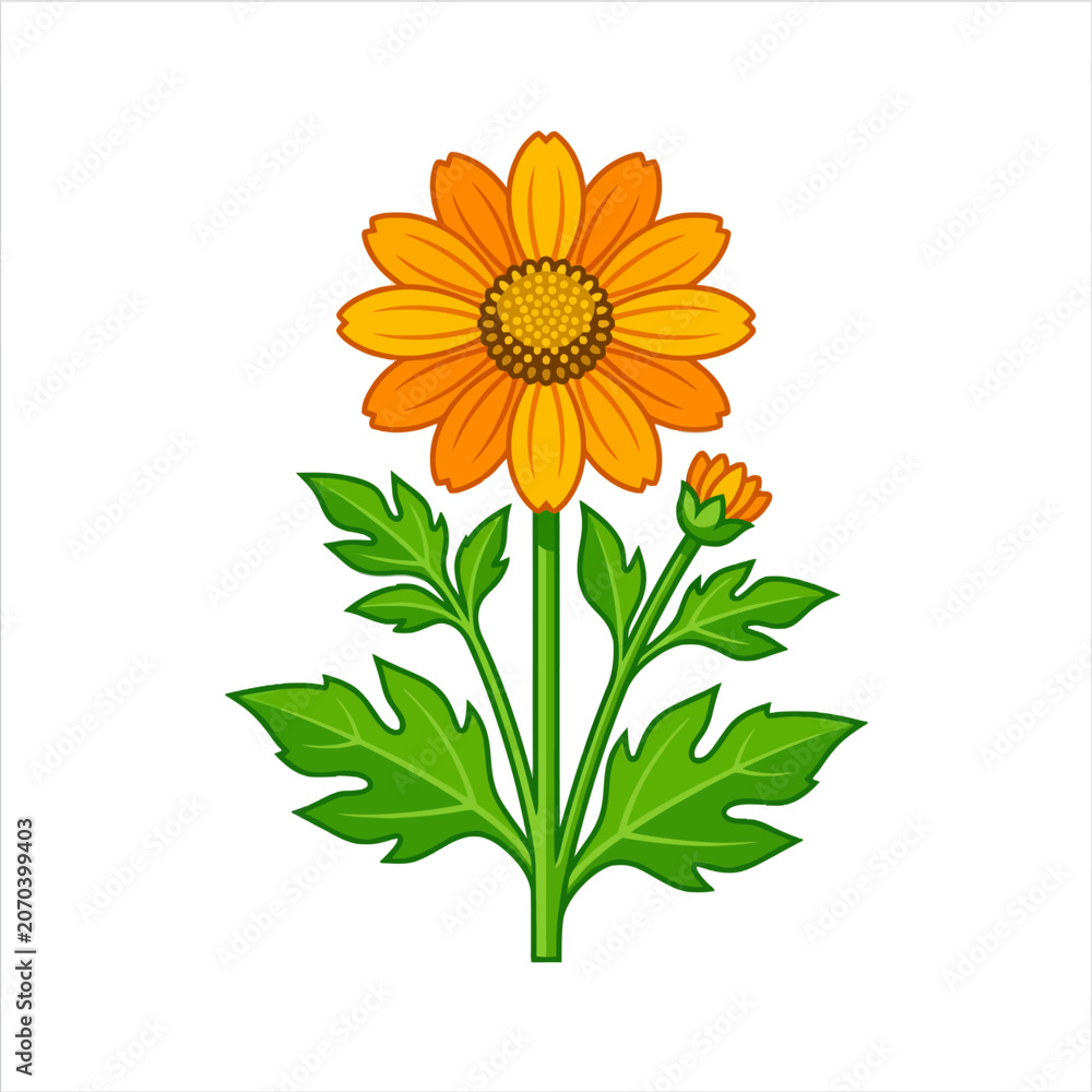 Obraz premium A vibrant orange flower illustration on white