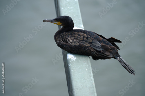 Der Kormoran von der Hohenzollernbrücke in köln Deutz.