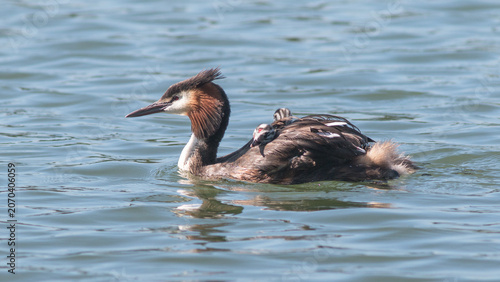 duck in the water